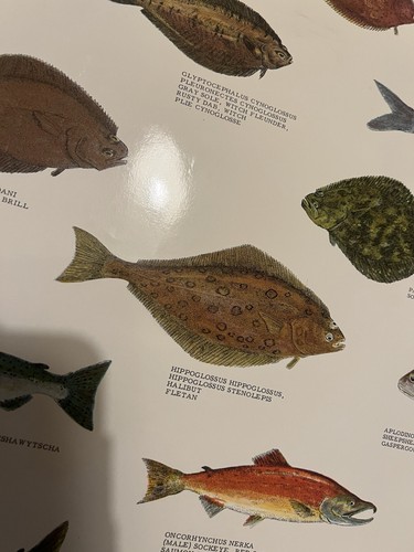 6 Vintage Scandinavian Denmark Fishing Year Book Posters sea crabs fish shrimp - Picture 2 of 22