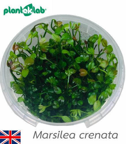 Live Aquarium Plants, In Vitro | Fish and Shrimp Safe | Carpeting | UK Grown - Picture 63 of 94