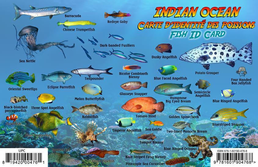 Indian Ocean Islands Dive Map & Coral Reef Creatures Guide Franko Maps Fish Card | eBay Indian Ocean Islands Dive Map & Coral Reef Creatures Guide Franko Maps Fish Card | eBay