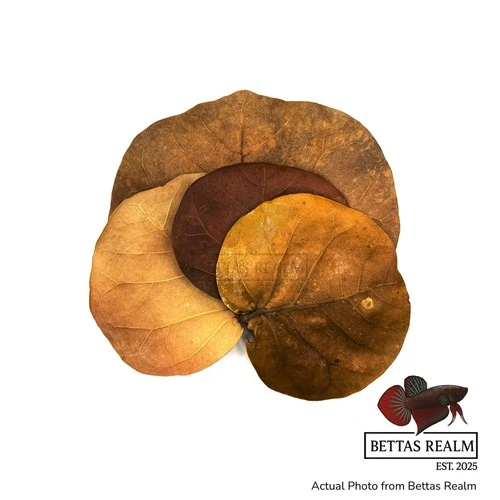 Sea Grape Leaves (C. uvifera) for Blackwater Aquariums | Bettas Realm