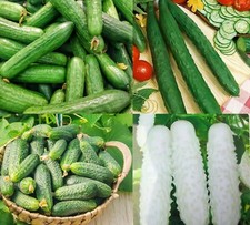100 Cucumber Vegetable Seeds Cucumis Sativus Tasty Crispy Plant in Garden Home 100 Cucumber Vegetable Seeds Cucumis Sativus Tasty Crispy Plant in Garden Home