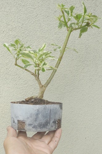Variegated Duranta Skyflower Golden Dewdrop Pre Bonsai Dwarf Shohin Flowers