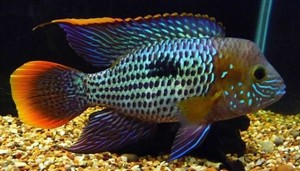 Green-Terror-Cichlid-Live-Freshwater-Aquarium-Fish