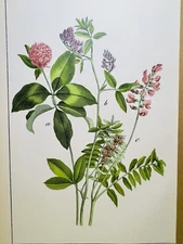 ANTIQUE POSTER FLOWERS NATURE POSTER PICTURES ILLUSTRATION 1882 BOTANY PLANTS