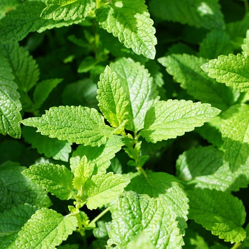 LEMON BALM - 1700 SEEDS - Melissa officinalis - Aromatic Herb - ANTI MOSQUITO - Picture 3 of 3