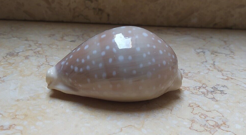 F Cypraea camelopardalis CLEAR DOTS rote Muschel Sammlerstück 75,4 mm F++++ F+++ - Bild 13 von 13