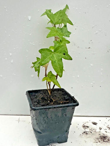 Young Trailing Ivy Hedera Helix Plant in 7cm pot, - Picture 4 of 8