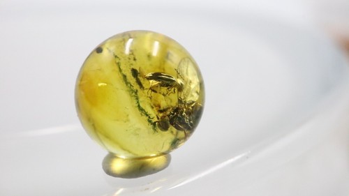 Amber Bead 8.43 mm NOT DRILLED Sphere with Rare Insect trapped for Million Years - Imagen 10 de 11