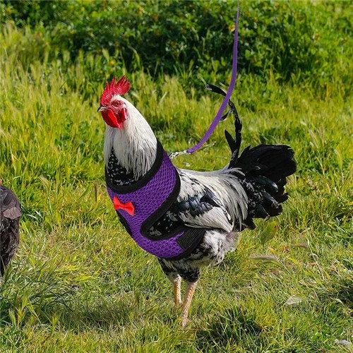 Mode Huhn Ente Weste Henne Gürtel Haustier Geschirr passende Halsbänder Schleife bequem - Bild 22 von 29