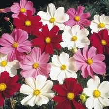 Cosmos Bipinnatus Sensation Dwarf Seed Mix-Non GMO - 100 Seeds