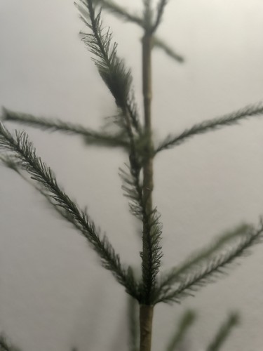 RARE Christopher Radko Home For The Holidays Nutcracker Crunch Feather Tree 3' - Picture 11 of 13