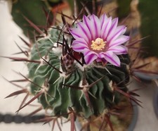Stenocactus multicostatus Brain cactus 25 seeds
