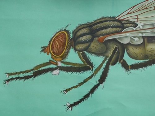 VINTAGE | SCHULWANDKARTE STUBENFLIEGE HOUSEFLY KOCH QUENTELL | SCHOOL CHART 1972 - Bild 5 von 8
