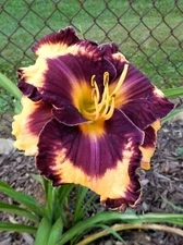 Hemerocallis "MOUSSAKA" Daylily - Perennial - 1 Plant