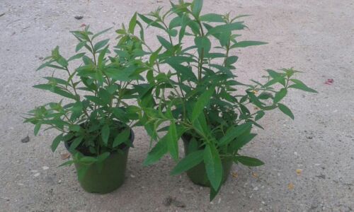 N. 8 PIANTE DI CITRONELLA vaso 14 cm (foto reali) anti zanzara - Foto 1 di 2
