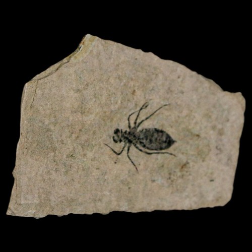 Larve di libellula fossile 0,8" Libellula Doris piatto Miocene superiore Piemonte Italia - Foto 4 di 7