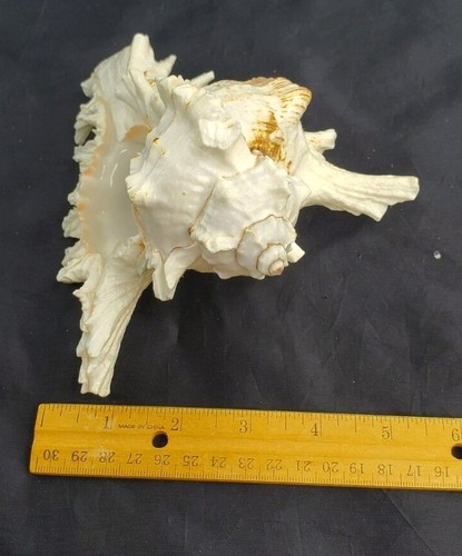 Murex Ramosus Shell Grande Murex Seashell 6-7" - Imagen 11 de 11