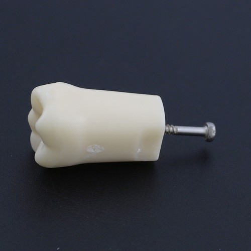 Columbia Kilgore Nissin 200 Dental Typodont Model Mount Pole Removable Teeth - Picture 59 of 255