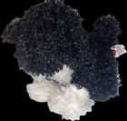 Ganz Webkinz Portuguese Water Dog 9" Beanbag Plush Black White No Code Hm439 Ae