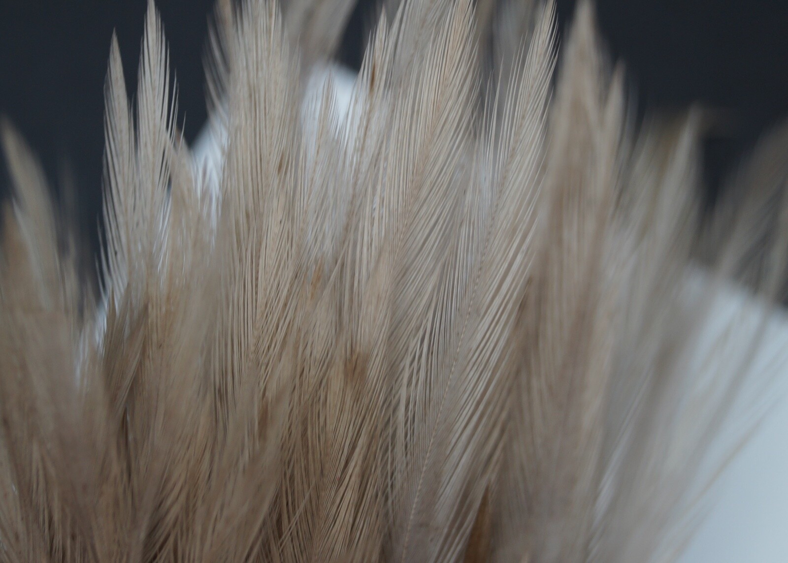 Picture 6 of 8