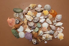 BEACH ART SUPPLIES, Special Mix Of Assorted Seashells, Craft Supply, FE-101