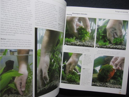 Setting up a Tropical Aquarium Week by Week Stuart Thraves - Picture 5 of 11