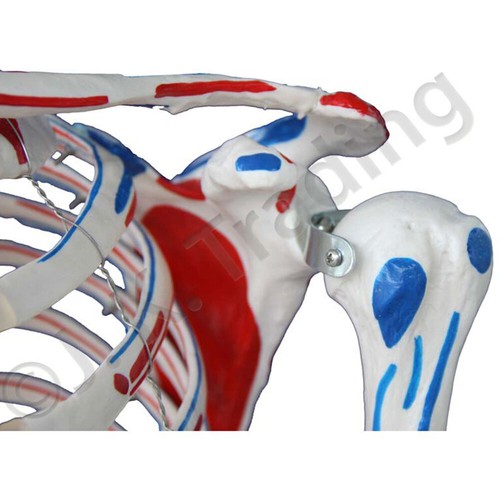 Human Skeleton Anatomical Model up to 180cm Medical Anatomy w/ or w/o MUSCLES - Picture 20 of 97