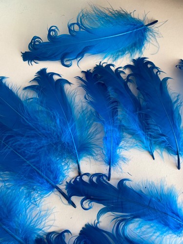 Bundle 21pcs lagoon blue Curly Goose Feathers Ideal Crafts, Costumes, Millinery - Picture 7 of 7