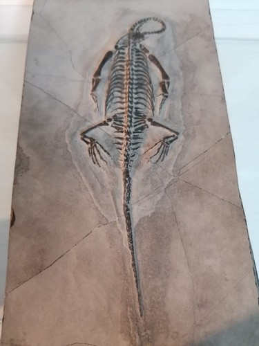 FOSSILE ORIGINALE-KEICHOUSAURUS HUI -RETTILE MARINO TRIASSICO-ALTA QUALITA***** - Foto 15 di 24