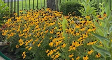 Black Eyed Susan Flower Seeds | Non-GMO | Heirloom | Fresh Garden Seeds 1 Ounces