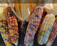 200 Glass Gem Corn Seed Organically Grown USA Heirloom Open Pollinated Non GMO