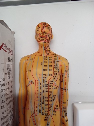 50cm/19.7in Chinese Acupuncture Body Model Clear Meridians Acupuncture Mode - Picture 4 of 6