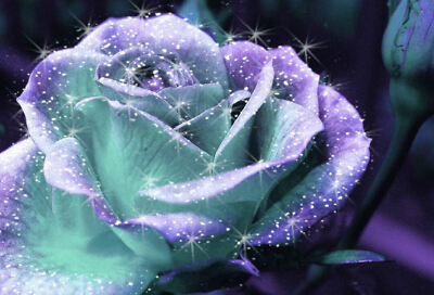 30x20 36x24 Silk Poster Sparkling Teal /& Purple Rose Hot T-113