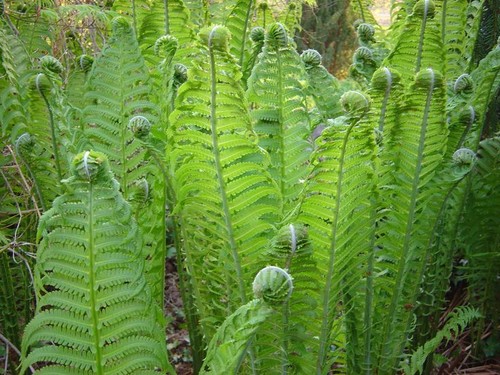 Shuttlecock Fern Plant Ostrich 3L Pot (Matteuccia) RHS Merit Plants to your door - Picture 10 of 15