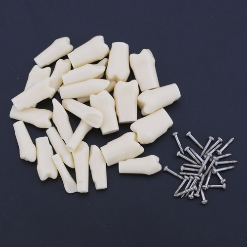 Para Kilgore Nissin 200 Dental Typodont Modelo Dientes Individuales Atornillable 10 un./paquete - Imagen 24 de 93