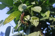 Black Beauty Peppercorn {Piper nigrum}| Organic Heirloom 10 Seeds USA
