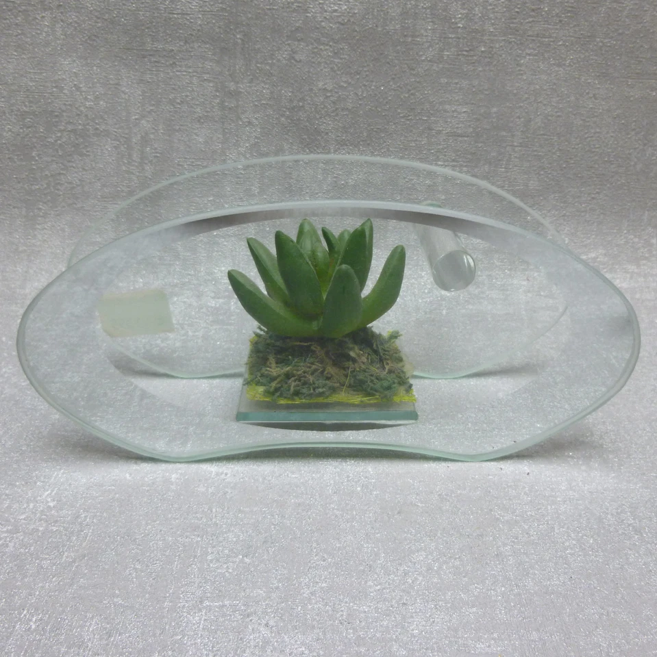 Formano Spiegel Glas mit Sukkulente grün edel Geschenk Deko - Bild 1 von 1