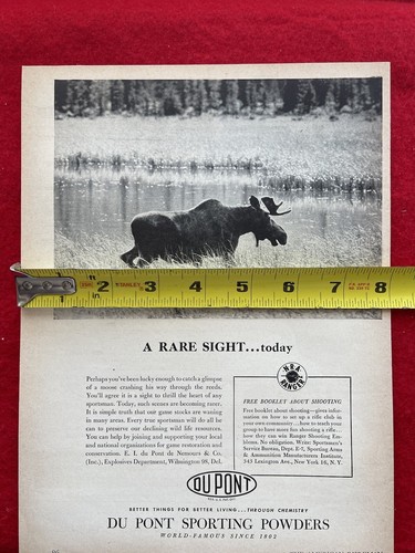 Vintage 1950 Du Pont Sporting Powders Print Ad Moose Gunpowder Ad - Picture 6 of 7