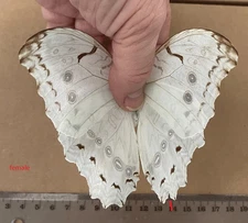 MORPHO POLYPHEMUS ssp.POLYPHEMUS*****pair large size****Jalisco,Mexico(papered)