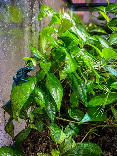 Ficus radicans - Dart Frog VIVARIUM / Terrarium Plant - Stem Cutting - Picture 4 of 6
