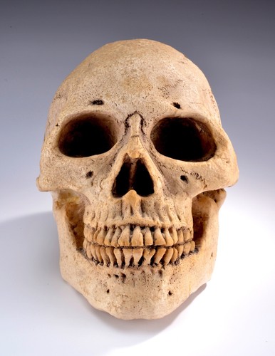 Vintage Realistic Styrofoam Head Skull 8.5"x 7"x 7" Halloween - Monster - Picture 2 of 7
