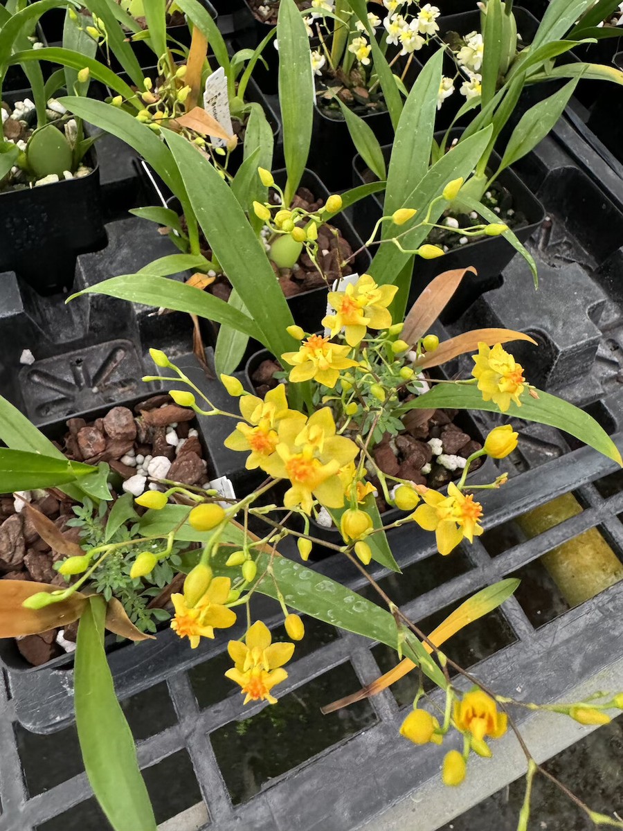 Oncidium Twinkle 'Yellow Bird' Fragrant Orchid From Hawaii