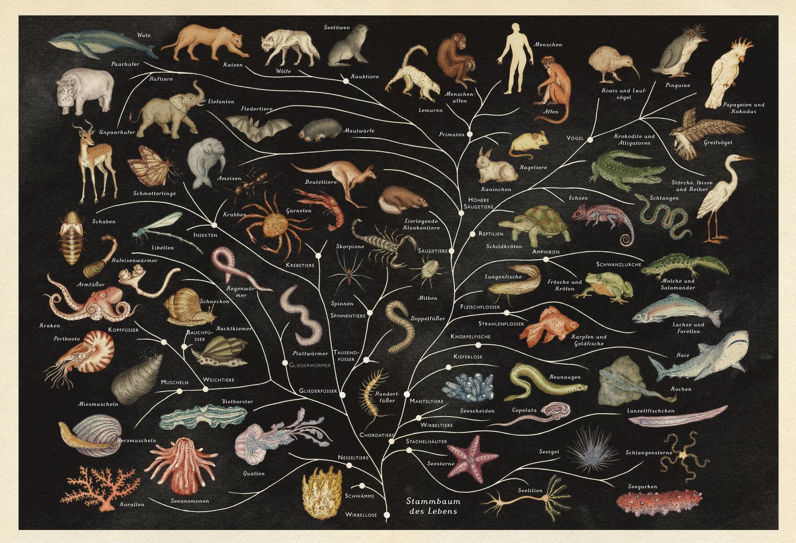 Thumbnail - Das Museum Der Tiere | Eintritt Frei | Jenny Broom | Buch | 108 S. |