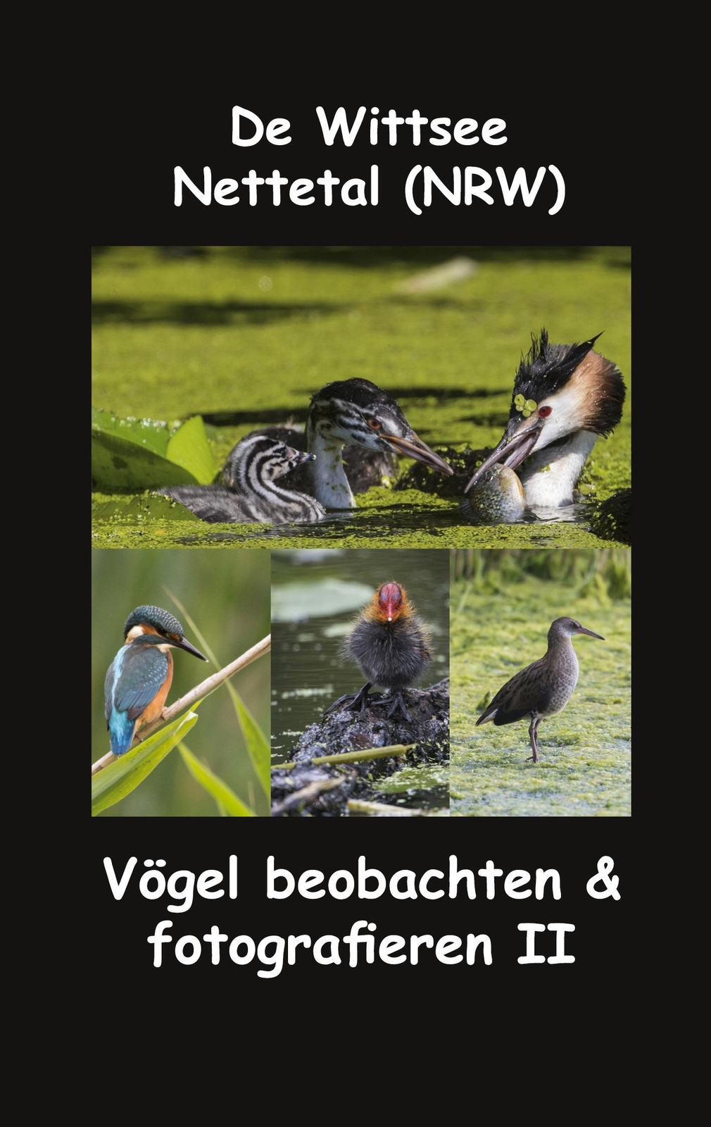 Thumbnail - De Wittsee - Nettetal (nrw) Vögel Beobachten & Fotografieren Ii
