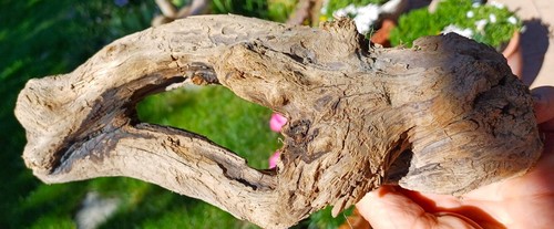 " Auge " schön geformtes Treibholz / Schwemmholz, 27 x 11 x 7 cm - Bild 3 von 6