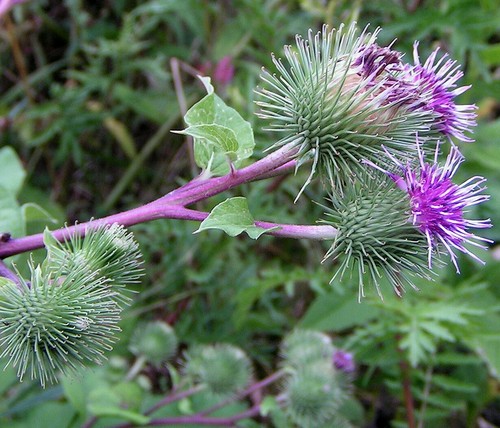 Greater Burdock Wildflower ~ 25 seeds ~ Arctium lappa - Free US Shipping. - Picture 2 of 3