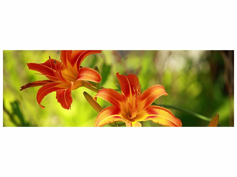 Panorama Bild Lilien in der Natur Leinwand Acrylglas Aluminium Metallic Hartscha Panorama Bild Lilien in der Natur Leinwand Acrylglas Aluminium Metallic Hartscha
