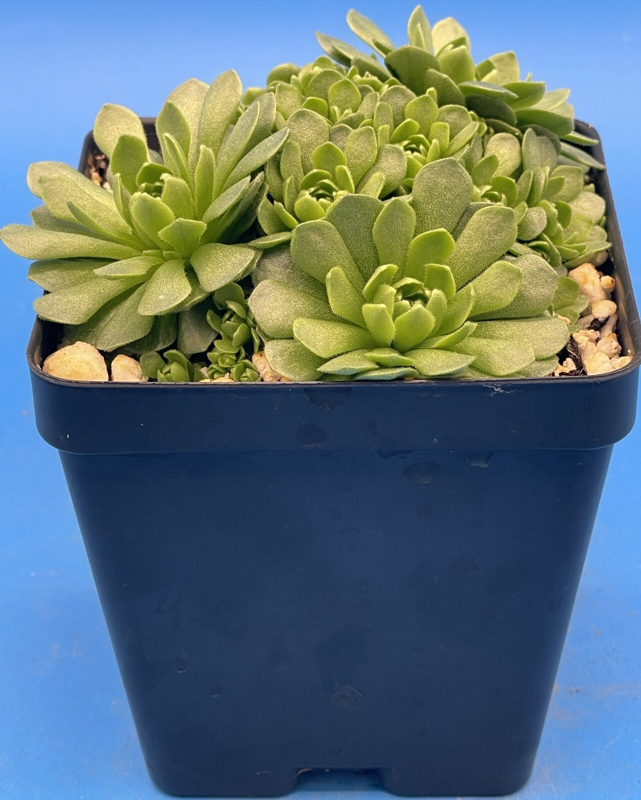 Turkish Stonecrop - RARE - Prometheum Muratdaghense - Ships in 3.5” pot (1)