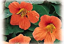 Nasturtium Gleam Salmon  1,000 seeds