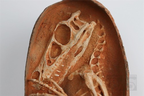 Jushi Studio Velociraptor Dinosaur Egg Fossils Model Dinosaur Statue New Stock - Picture 6 of 14